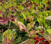 Clerodendrum
