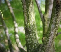 Acer palmatum Koto-no-ito