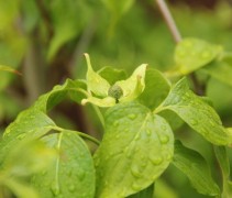 Cornus kousa 'China Girl'