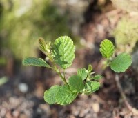 Alnus glutinosa - Zwarte Els - 4