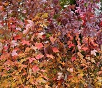 Acer rubrum 'Brandywine' - Acer rubrum 'Brandywine' - 2