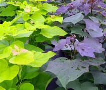 Catalpa erub. 'Purpurea'