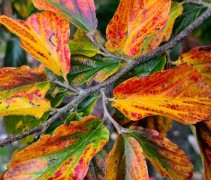 Parrotia persica 'Vanessa'