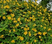 Hypericum 'hidcote' - Hertshooi 'Hidcote' - vakbeplanting - 3