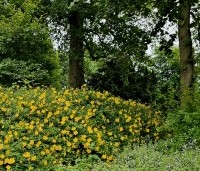 Hypericum 'hidcote' - Hertshooi 'Hidcote' - vakbeplanting - 4
