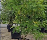 Albizia julibrissin - Perzische slaapboom - 1