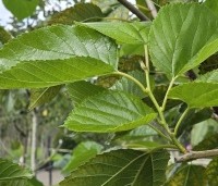 Morus rubra 'Wellington' - Moerbei, Wellington - 2