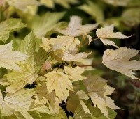 Acer pseud. 'Brilliantissimum' - Bolesdoorn - 2