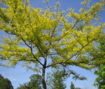 Gleditsia Sunburst kroon