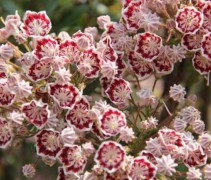 Kalmia Latifolia minuet