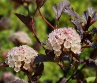 Physocarpus opulifolius 'Red Baron' - Blaasspirea - 1