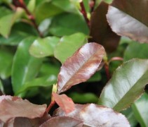 Photinia fraseri Camilvy