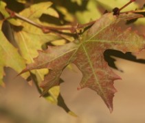 Platanus orientalis herfstblad