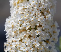 Vlinderstruik 'White profusion' witte bloemetjes 