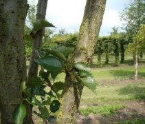Blad Prunus 'Umineko'