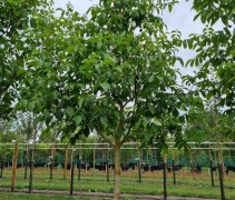 juglans regia halfstam