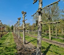 Tilia americana 'Nova'
