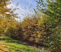 Carpinus betulus - Haagbeuk - najaar