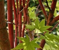 Acer palmatum 'Sangokaku' - Japanse Esdoorn 'Sangokaku' - 2