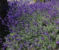 Lavandula angustifolia 'Munstead' - Lavendel - 1