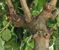 Morus alba 'Macrophylla' - Witte moerbei - 2