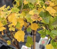 Ribes rubrum 'Jonkheer van Tets' - Rode bes 'Jonkheer van Tets' - herfst