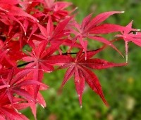 Acer palmatum 'Skeeter's Broom' - Japanse Esdoorn 'Skeeter's Broom' - 1
