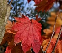 Acer japonicum 'Vitifolium' - Japanse Esdoorn 'Vitifolium' - 1