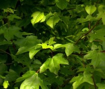 Acer campestre