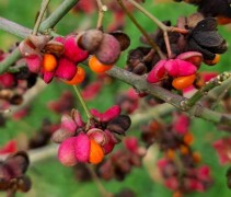 Euonymus europaeus