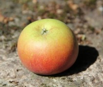 Malus domestica 'Idared'