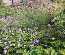 Vakbeplanting van de Geranium 'Rozanne' en oa de Verbena Bonariensis, de Vlinderstruik (rechts) en de Zonnehoed op de achtergrond