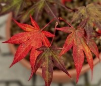 Acer palmatum 'Atropurpureum' - Japanse Esdoorn 'Atropurpureum' - herfst