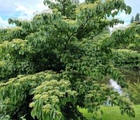 Cornus controversa 'Pagoda' - Reuze kornoelje 'Pagoda'  - 1