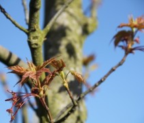 Acer Rubrum