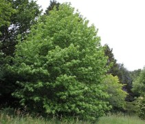 Liquidambar styraciflua 'Lane Roberts' 
