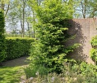 Carpinus betulus - Haagbeuk - struikvormige exempaar.  beveerd  april 2024