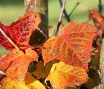 Acer Rufinerve