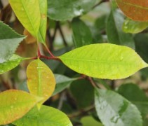 detail groen blad
