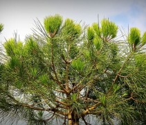 Pinus Pinea