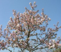 Sierappel 'Red Sentinel', hoogstam boom in volle bloei