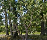 Quercus pubescens - Donzige eik - 6