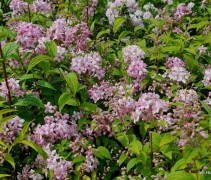 Deutzia 'Mont Rose'