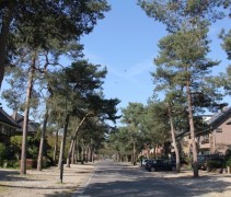 Pinus Sylvestris