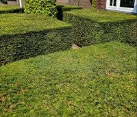 Taxus baccata - Venijnboom - 2
