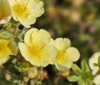 Potentilla fruticosa 'Primrose Beauty' - Ganzerik 'Primrose Beauty' - 1