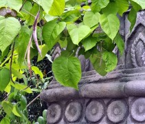 Catalpa Bignonioides