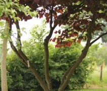 meerstammige Cercis canadensis 'Forest Pansy'