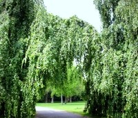 Fagus sylvatica 'Pendula' - Groene Treurbeuk - 2
