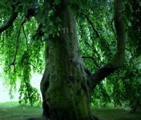 Fagus sylvatica 'Pendula' - Groene Treurbeuk - 3
